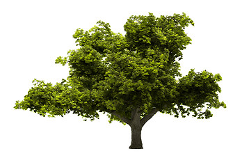 Image showing Tree isolated