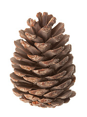 Image showing Pine cone