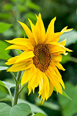Image showing Blooming sunflower