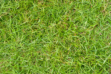 Image showing Grass texture