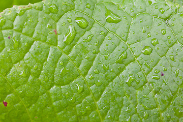 Image showing Green Leaf