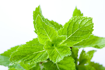 Image showing Fresh mint leaves