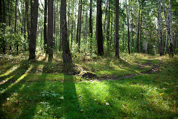 Image showing Autumn forest