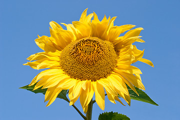 Image showing Sunflower close up
