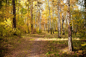 Image showing Autumn wood