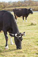 Image showing Dairy cows