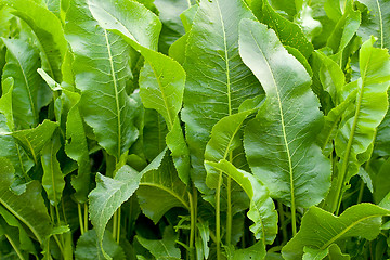 Image showing Green vegetation