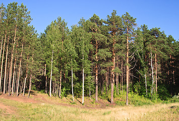 Image showing Summer landscape