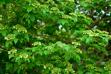 Image showing Flowering viburnum