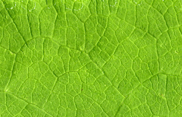 Image showing Leaf veins close up