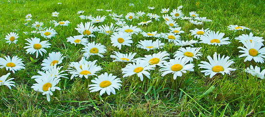 Image showing White daisies