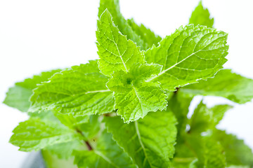 Image showing Fresh mint leaves