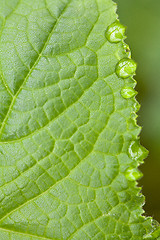 Image showing Green Leaf