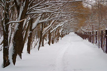 Image showing Avenue of trees