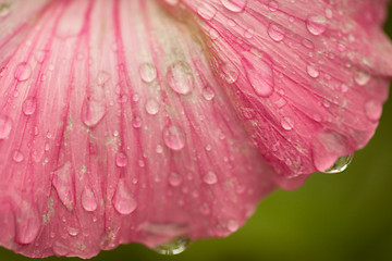 Image showing Raindrops