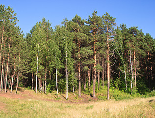 Image showing Summer landscape