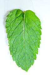 Image showing Fresh mint leaves