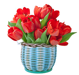 Image showing Red tulips