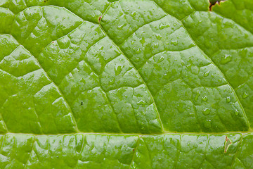 Image showing Green Leaf