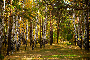 Image showing Autumn forest