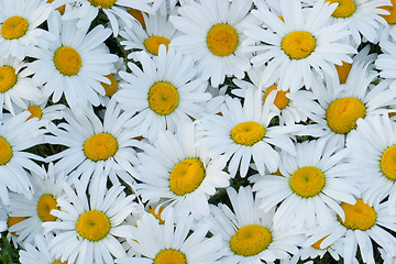 Image showing White daisies