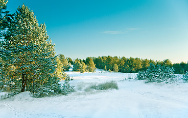 Image showing Snow pine forest