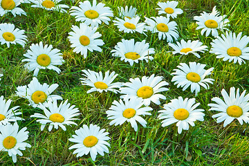 Image showing White daisies