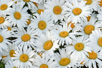 Image showing Daisies