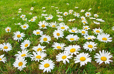 Image showing Daisies in a meadow