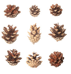 Image showing Set of pine cones