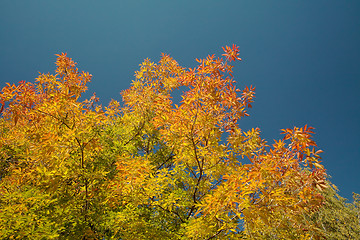 Image showing Autumn-colored maple