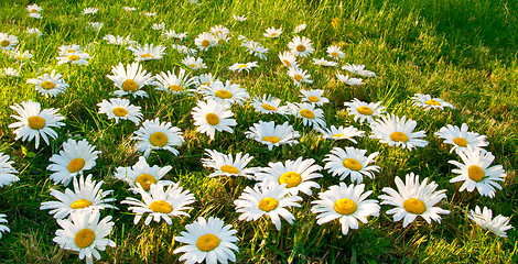 Image showing Large white daisies