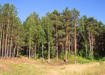 Image showing Summer landscape