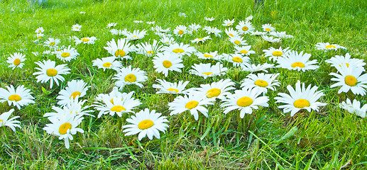 Image showing White daisies