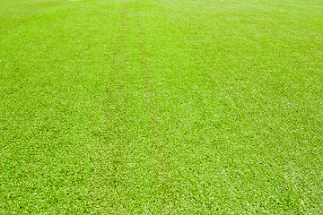 Image showing Green grass