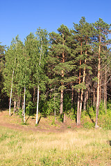 Image showing Summer landscape