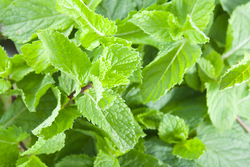 Image showing Fresh mint leaves