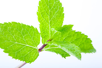 Image showing Fresh mint leaves