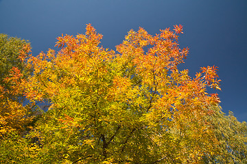 Image showing Color burst of autumn foliage