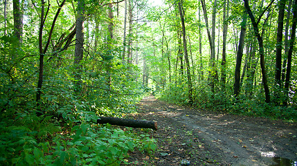 Image showing Forest landscape