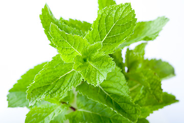 Image showing Fresh mint leaves