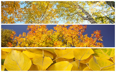 Image showing Set of autumnal background