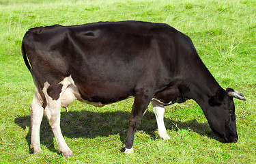 Image showing Cow grazing