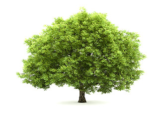 Image showing Tree isolated