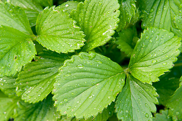 Image showing Strawberry leaves