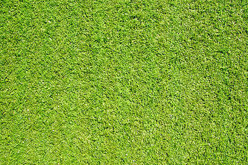 Image showing Green grass