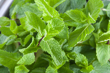 Image showing Fresh mint leaves