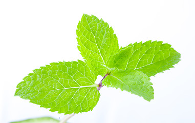 Image showing Fresh mint leaves