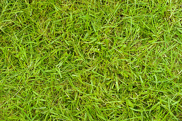 Image showing Texture of grass