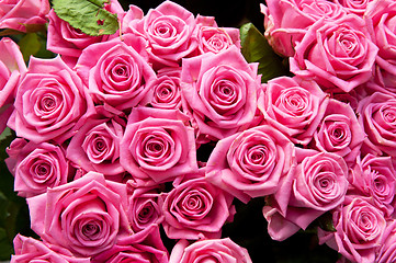 Image showing roses background